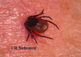 http://www.iyi-resimler.com/resimler-hayvan-resimleri-11-kene-resimleri-277-kene-resimleri-3386.html